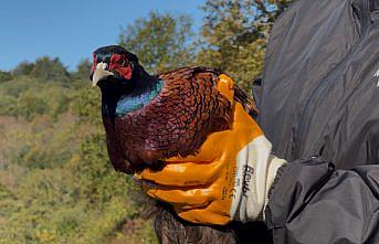 Bartın'da kahverengi kokarcayla mücadele kapsamında 250 sülün doğaya salındı