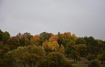 Başçiftlik'te sonbahar renkleri fotoğraflandı