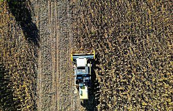 Bayburt'ta ekim alanı genişleyen çerezlik ayçiçeği üreticinin yüzünü güldürdü