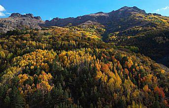 Bayburt'ta ormanlık alanlar sonbahar renklerine büründü