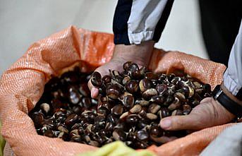 Düzce'de kestane mezatı açıldı