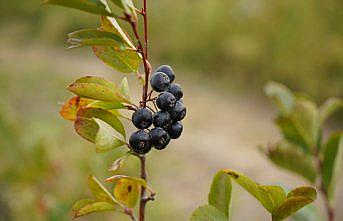 Edirne'de  aronya hasadına başlandı