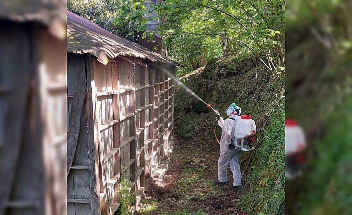 Giresun'da kahverengi kokarcayla mücadele sürüyor