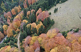 Giresun'da sonbahar renkleri hakim oldu
