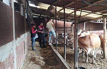 Göynücek'te hayvancılık işletmelerine ziyaret gerçekleştirildi