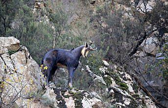Gümüşhane'de çengel boynuzlu dağ keçileri görüntülendi