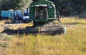 Hanönü'de çeltik hasadı başladı