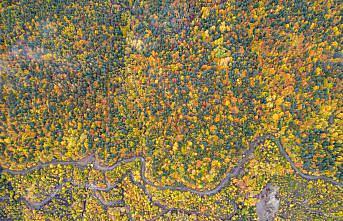 Ilgaz Dağı'nda sonbahar tüm renkleriyle yaşanıyor