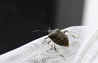 Kahverengi kokarcanın kışlaklarda yok edilmesi biyolojik mücadeleye katkı verebilir