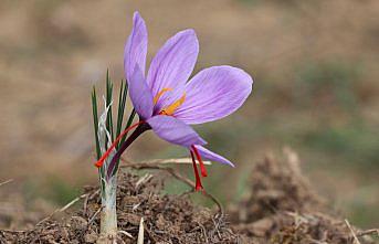 Karabük'te “9. Safran Festivali“ etkinliklerle sürüyor