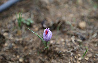 Karabük'te ekilen “mucize bitki“ safran çiçek açtı