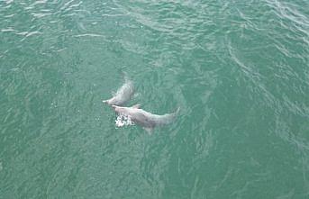 Karadeniz'de dolaşan yunuslar dronla görüntülendi