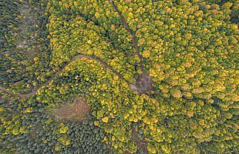 Kastamonu ormanlarında sonbaharın renk cümbüşü yaşanıyor