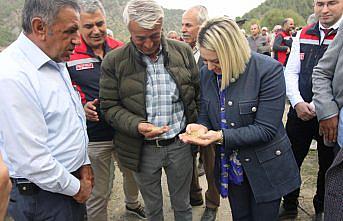 Kastamonu'da Dezavantajlı Alanlar Projesi kapsamında ekilen çeltiğin hasadı başladı