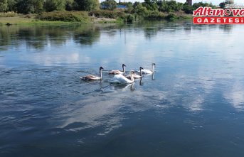 Kızılırmak Deltası Kuş Cenneti sonbahar göçleriyle kuğulara hazırlanıyor