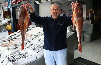 Ordu'da kırlangıç balığının ağlara takılması balıkçıları sevindiriyor