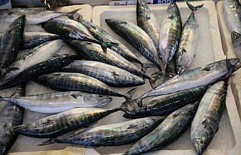 Ordu'da palamudun tanesi 150 liradan satılıyor