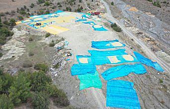 Pirinciyle ünlü Tosya'da çeltikler geleneksel yöntemlerle kurutuluyor