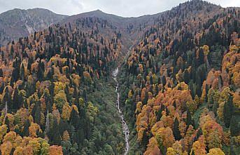 Rize'de Ayder Yaylası'nda sonbahar renkleri hakim oldu
