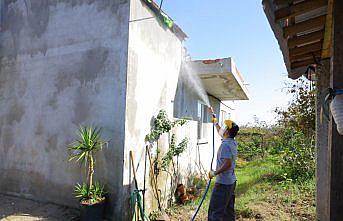 Samsun'da kahverengi kokarcaya karşı kışlak mücadelesi sürüyor