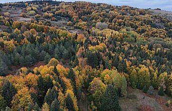 Sinop'ta sonbahar renkleri hakim oldu