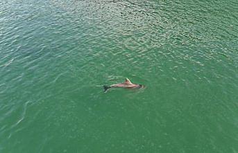 Sinop'ta yunuslar dronla görüntülendi