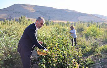 “Süper meyve“ aronya Bayburt topraklarına uyum sağladı