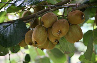 Tescilli Ordu kivisinin kilogram fiyatı belli oldu