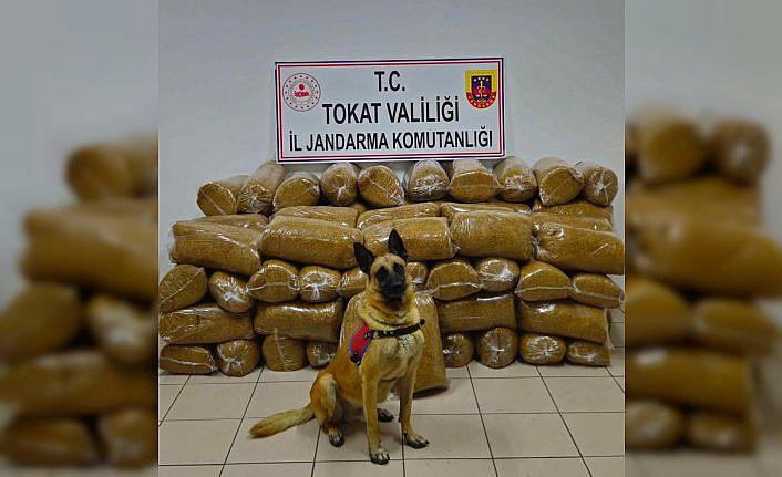 Tokat'ta düzenlenen operasyonda 450 kilogram kaçak tütün ele geçirildi