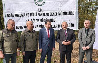 Ünye'de kahverengi kokarcaya karşı doğaya 200 sülün salındı