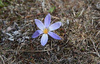 Yayladan dönüşün habercisi “vargit“ çiçekleri Ilgaz Dağı'nı süsledi