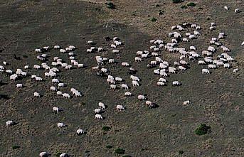 Zigana Dağı'nda besiciler sonbahar mesaisinde