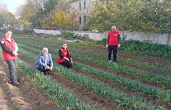 19 Mayıs ilçesinde 25 bin nergis soğanı dağıtıldı