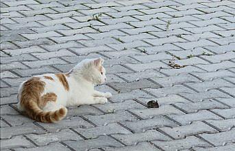 Amasya'da kedi ile farenin oyunu ilgi çekti