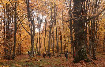 Amasya'daki İnegöl Dağları hazan renklerine büründü