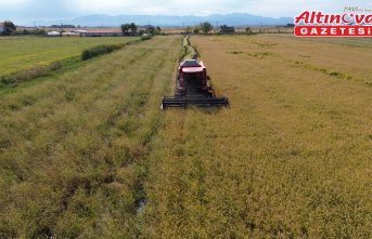 Bafra Ovası'nda 117 bin tonun üzerinde çeltik rekoltesi bekleniyor