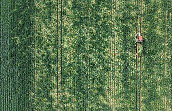 Bafra Ovası'nda karnabahar hasadı başladı