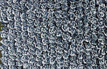 Bafra Ovası'nda kırmızı lahana hasadı başladı