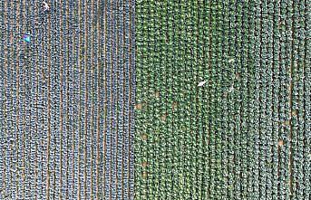 Bafra Ovası'nda sebze tarla günü etkinliği yapıldı