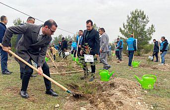 Boyabat ve Türkeli'de fidanlar toprakla buluşturuldu