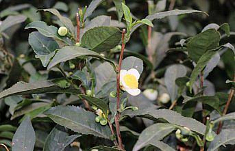 ÇAYMER, bu yıl 50 kilogram çiçek çayı üretti