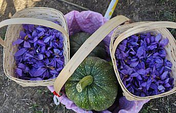 Çorum'da Safran Hasat Şenliği yapıldı