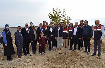 Dodurga'da 60 meyve fidanı toprakla buluşturuldu