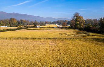 Düzce'de damla sulama sistemi uygulanan coğrafi işaretli Konuralp pirinci hasat edildi