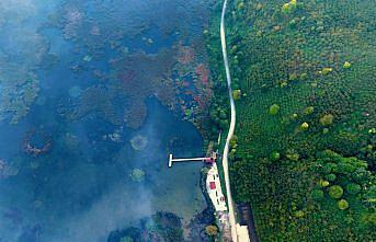 Efteni Kuş Cenneti'nde sonbahar renkleriyle sis ahenk oluşturdu