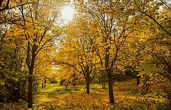Giresun'da dut bahçeleri sonbahar renklerine büründü