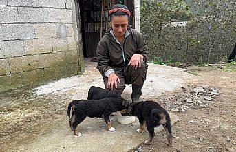 Giresunlu genç çift devlet desteğiyle mandıra kurdu