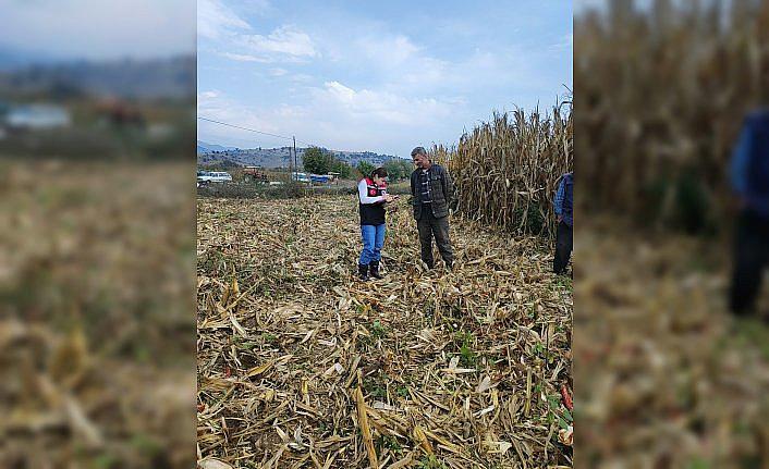 Göynücek'te dane mısır hasadı denetlendi
