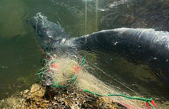 İzmir'de balıkçı ağlarına takılan yunus karaya vurdu