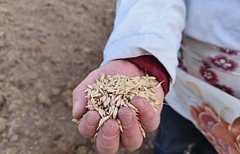 Kastamonu'da “buğdayın atası“ siyezin ekimine başlandı